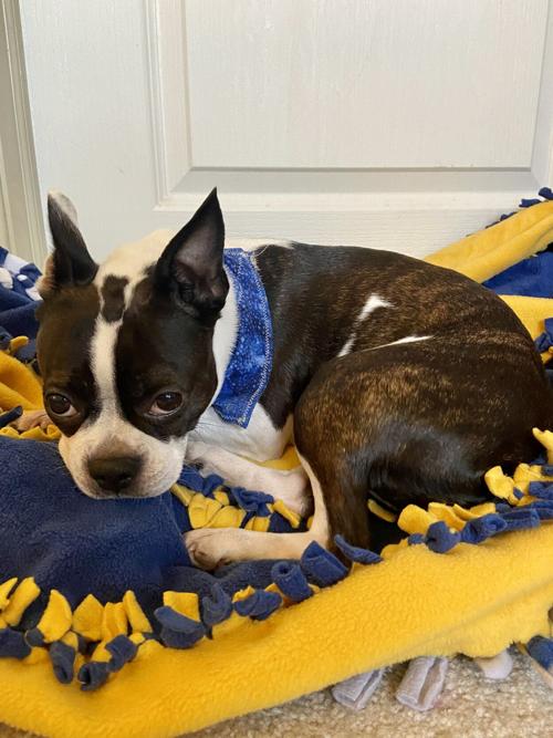 Pet of the Week: Willa