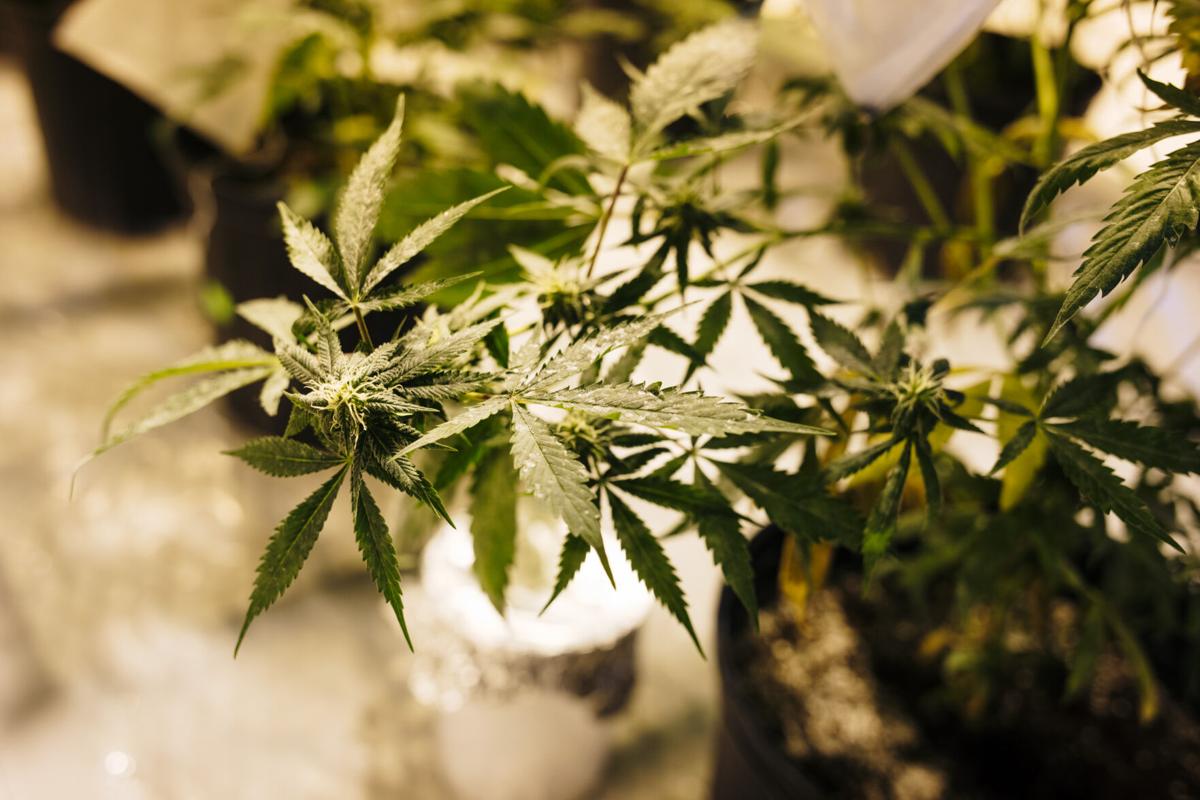 Legalize weed? Lawmakers, health experts talk WV cannabis ...