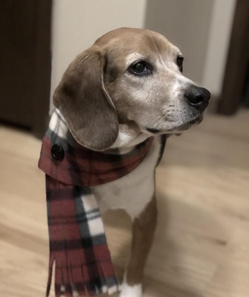 Beagle wearing a winter scarf