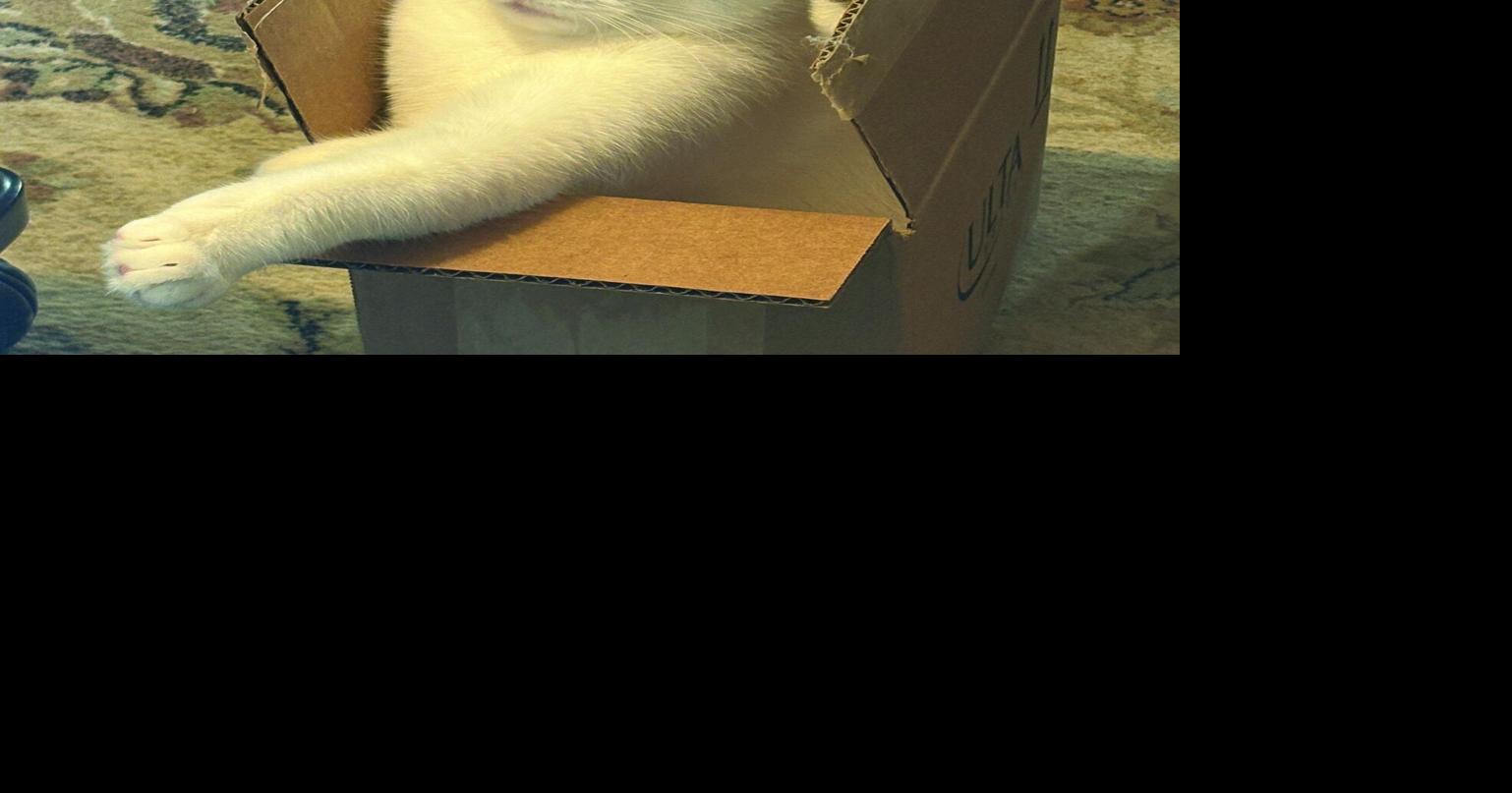 Pet of the Week - Meet Willow! | Pet of the Week | thedaonline.com