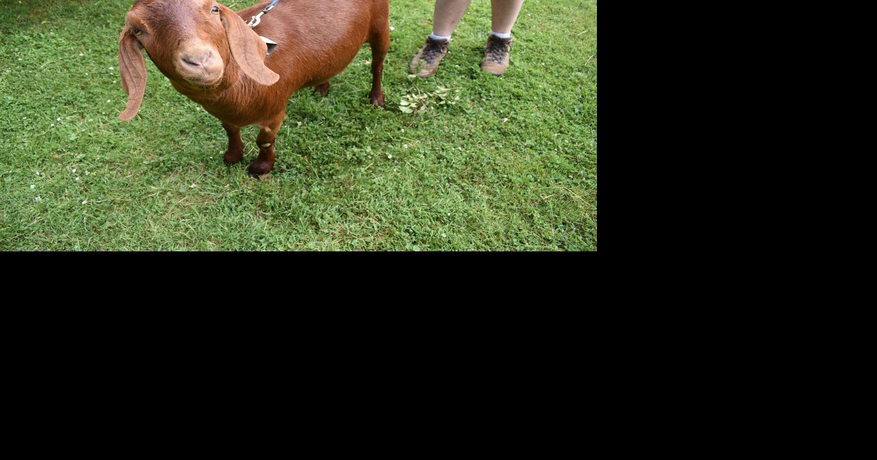 Arthurdale Heritage Goat Gallop Multimedia