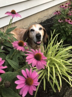 Pet of the Day: Ruby