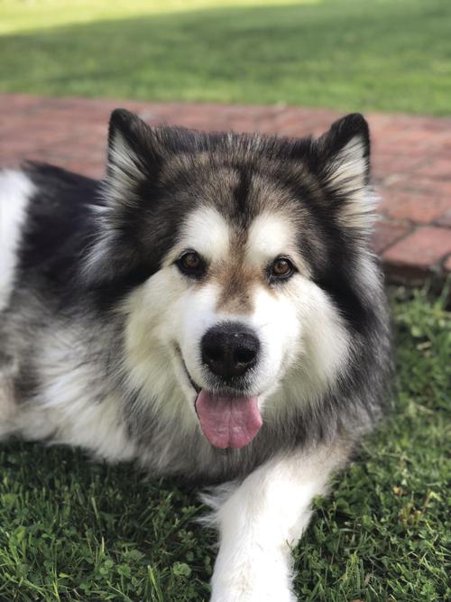 mckinley the dog