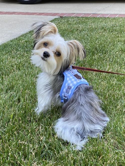 Pet of the Day: Obi wan Kenobi