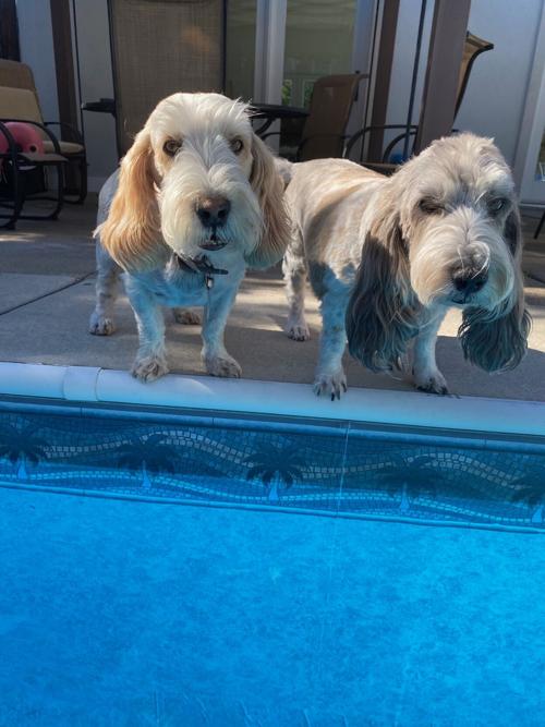 Pet of the Week: Rafa and Madison