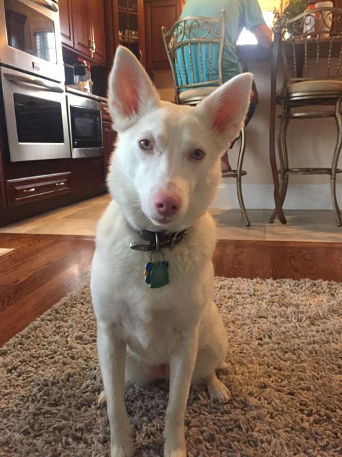 Pet of the Day: Izzy