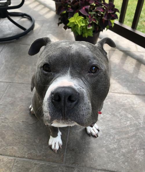 Pet of the Day: Bullet