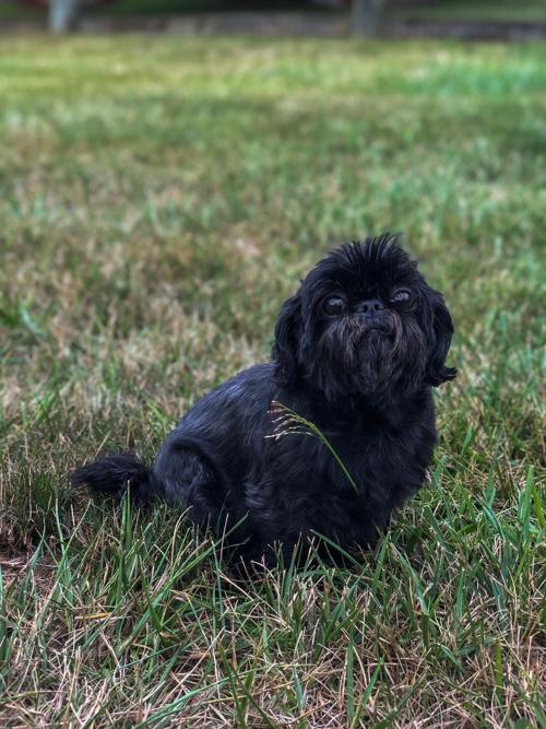 Pet of the Week: Sophia