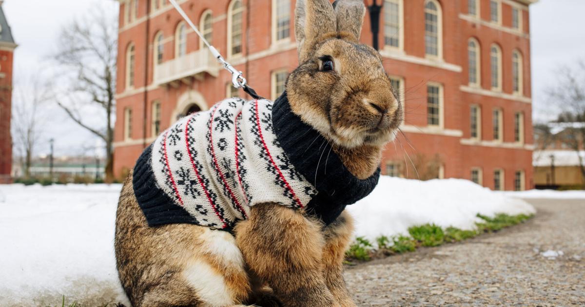 Large Therapy Rabbit Meet Barley, WVU’s unofficial therapy rabbit | Culture | thedaonline.com