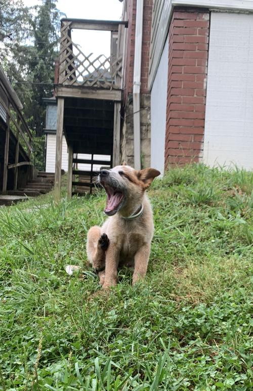 Pet of the Week: Baker