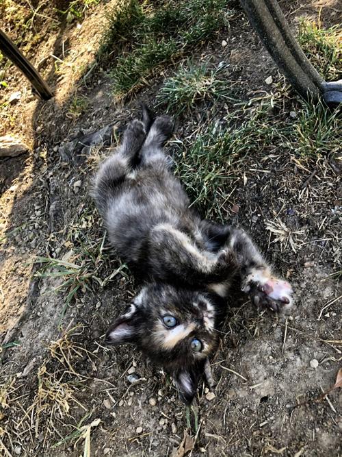 Pet of the Week: Banjo