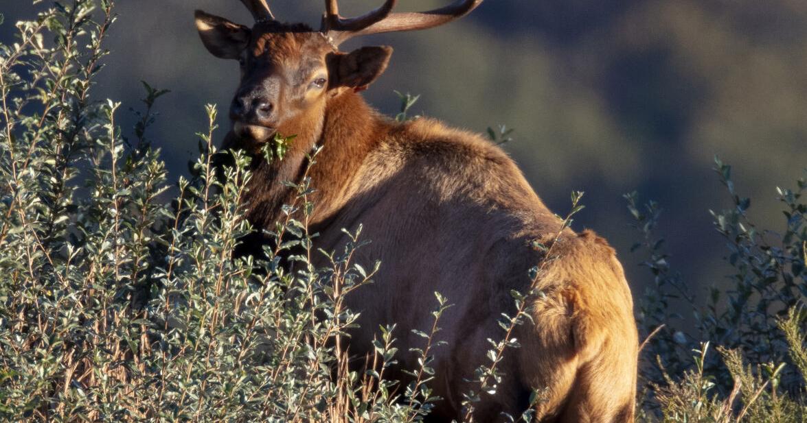 WVU researchers to reintroduce elk populations to West Virginia - Vimarsana News