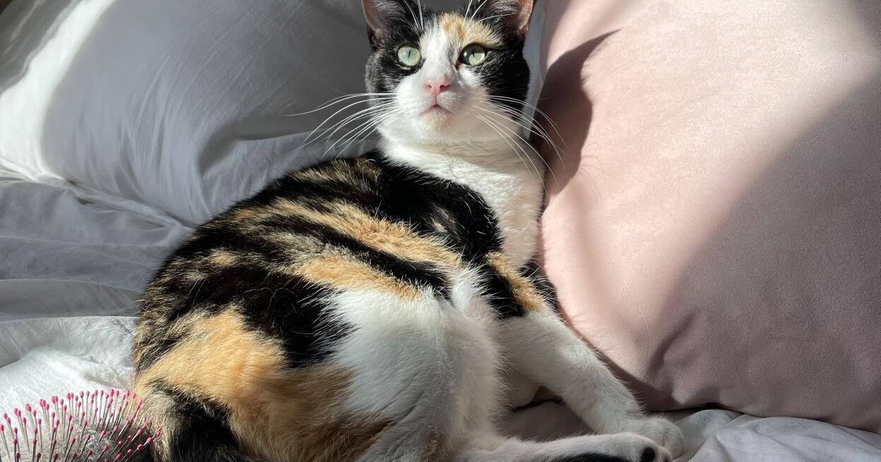Pet of the Week: Kitty Girly - Vimarsana News