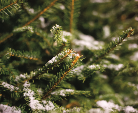 A Christmas tree outside of Honors Hall collects snowflakes on Dec. 3, 2019.