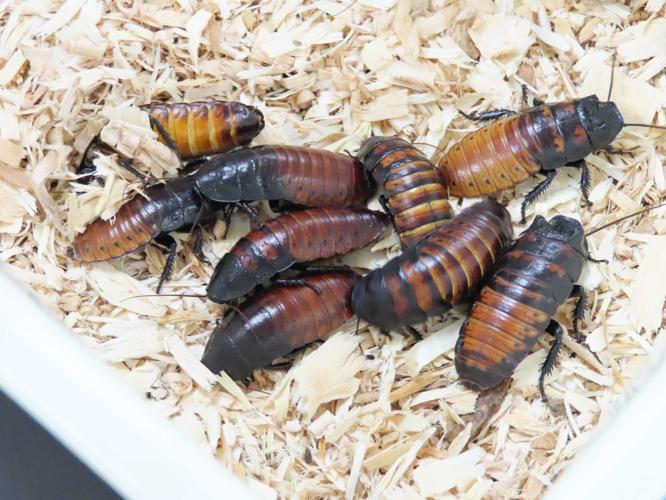 Did you know WVU has an insect zoo? | WVU News | thedaonline.com