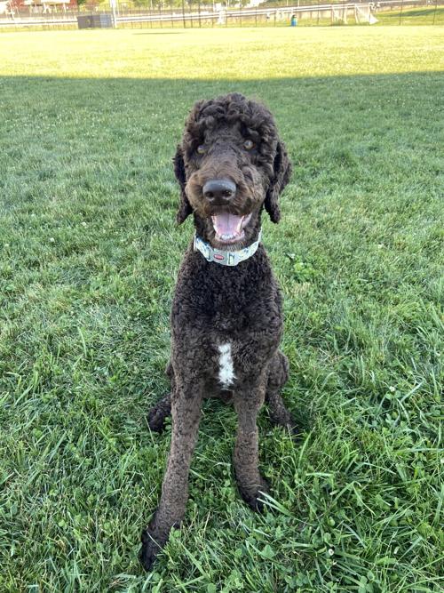 Pet of the Day: Cedric