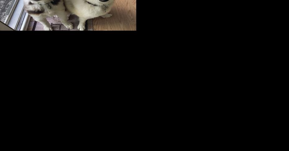 Pet of the Week: Jax & Aspen - Vimarsana News