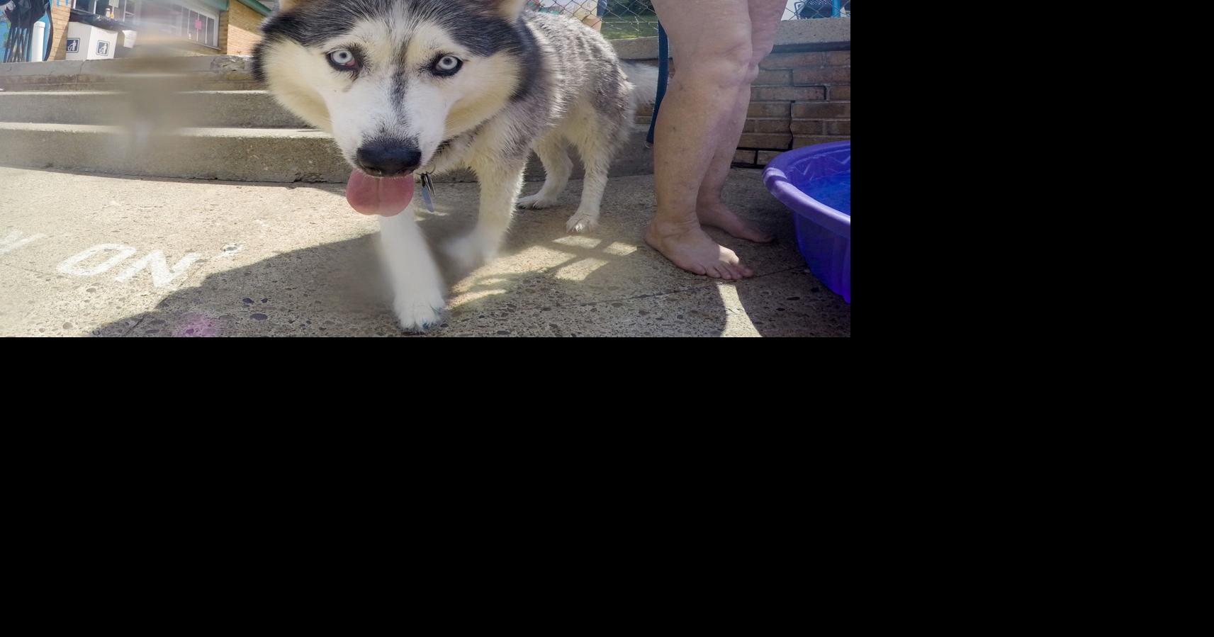 Puppies make a splash at Marilla Park pool News