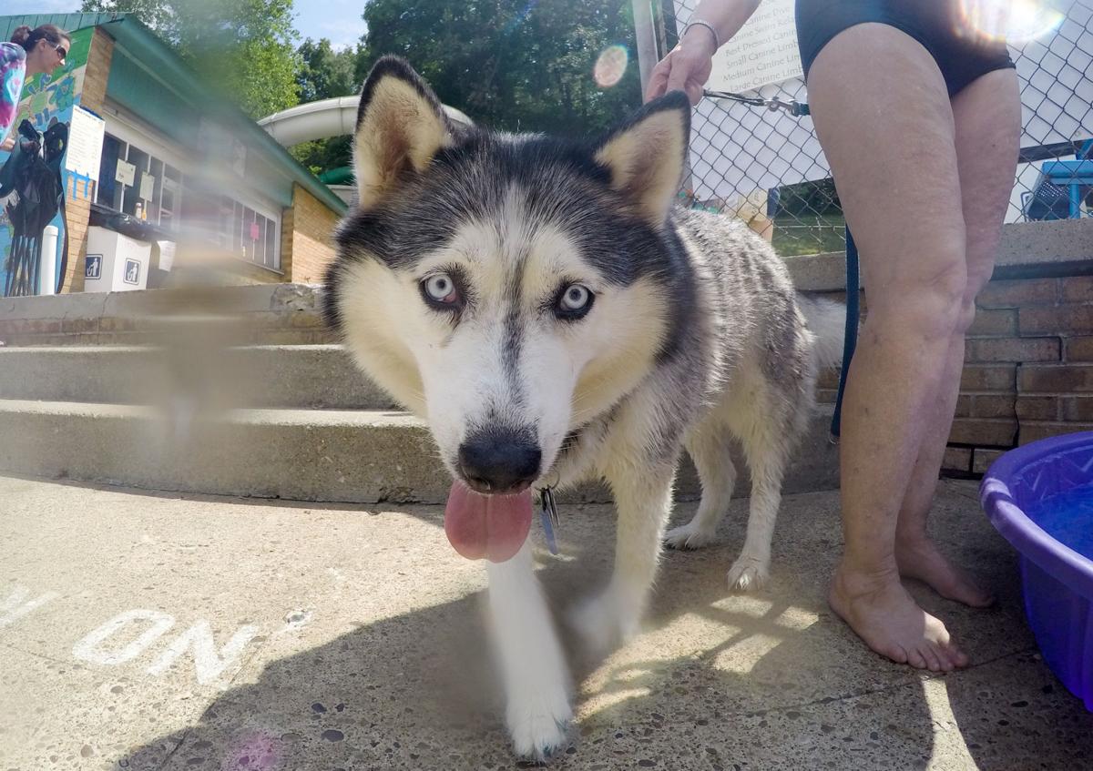 Puppies Make A Splash At Marilla Park Pool News Thedaonline Com