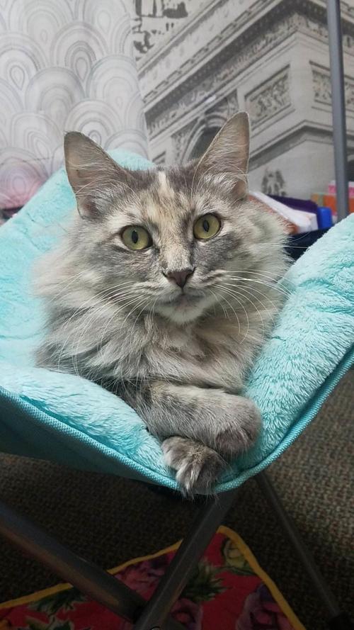 Pet of the Day: Cinders