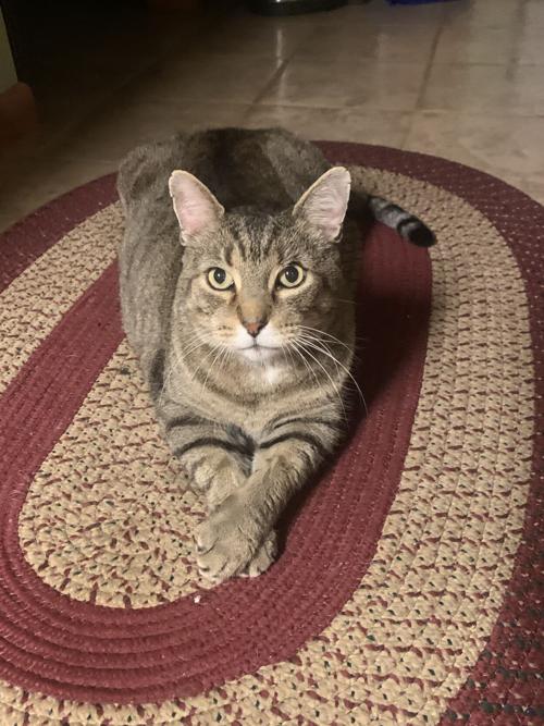 Pet of the Week: Fred