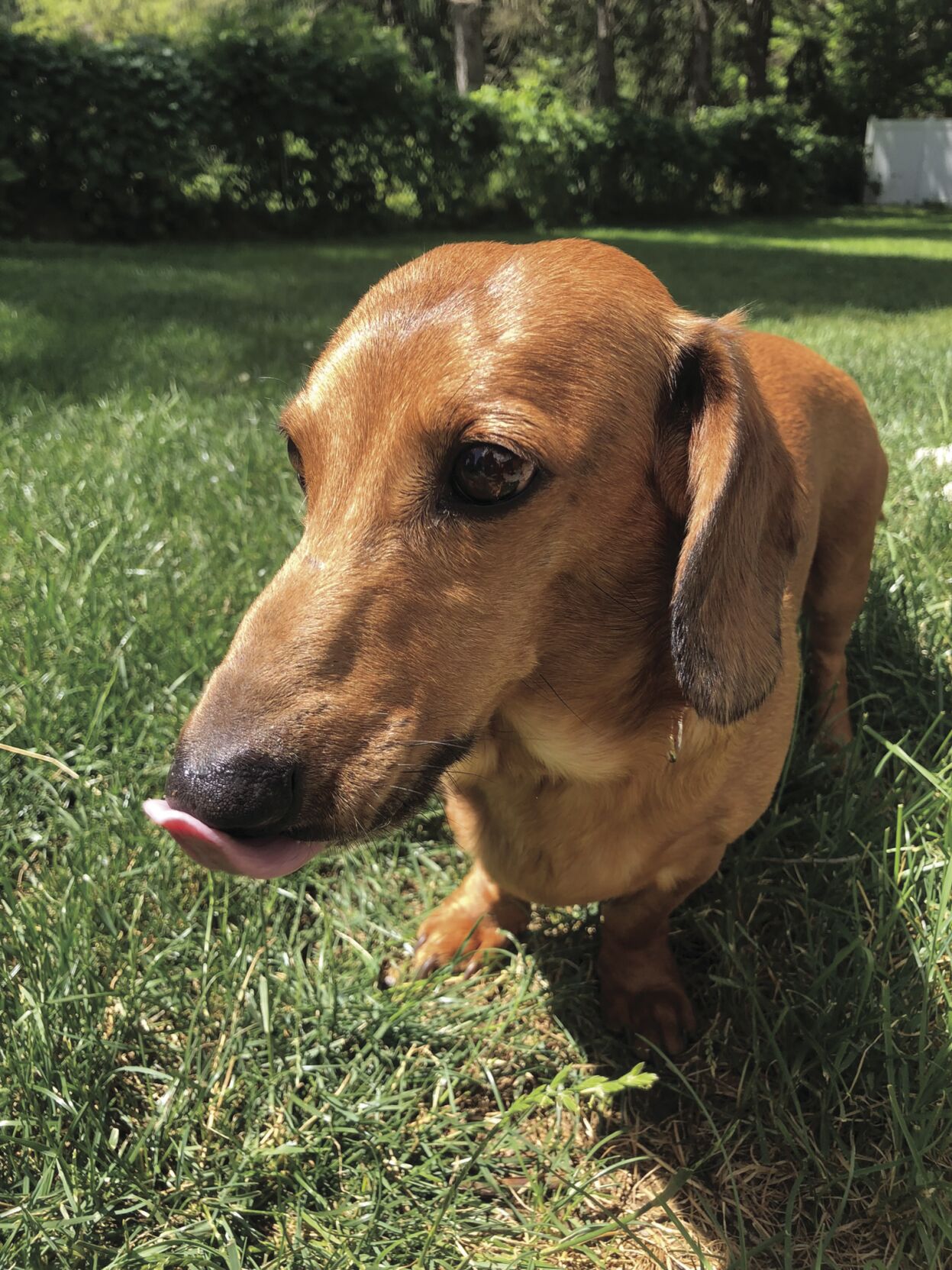 Can Dachshunds Roll Over