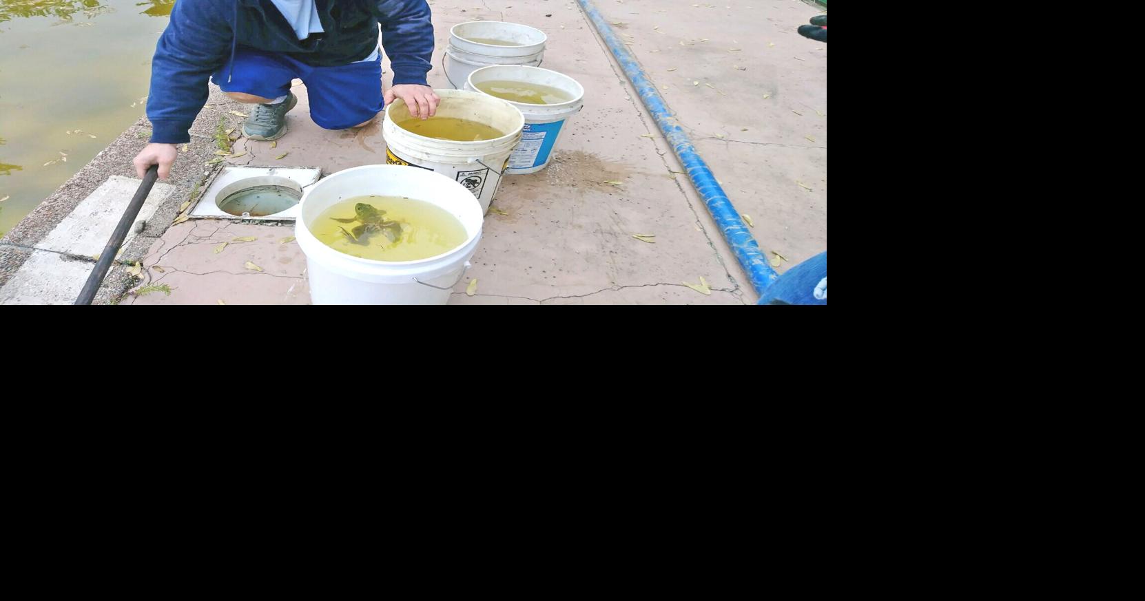 Several frogs rescued from OC hotel pool, taken to new home | Free ...