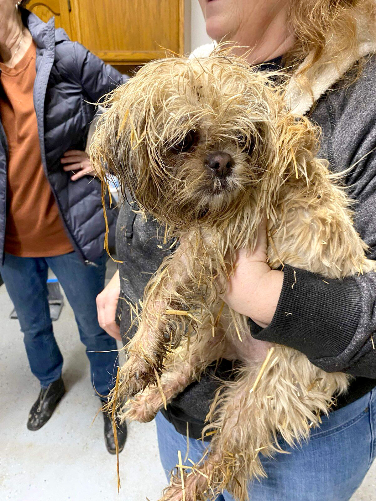 Shih tzu and precious best sale paws rescue