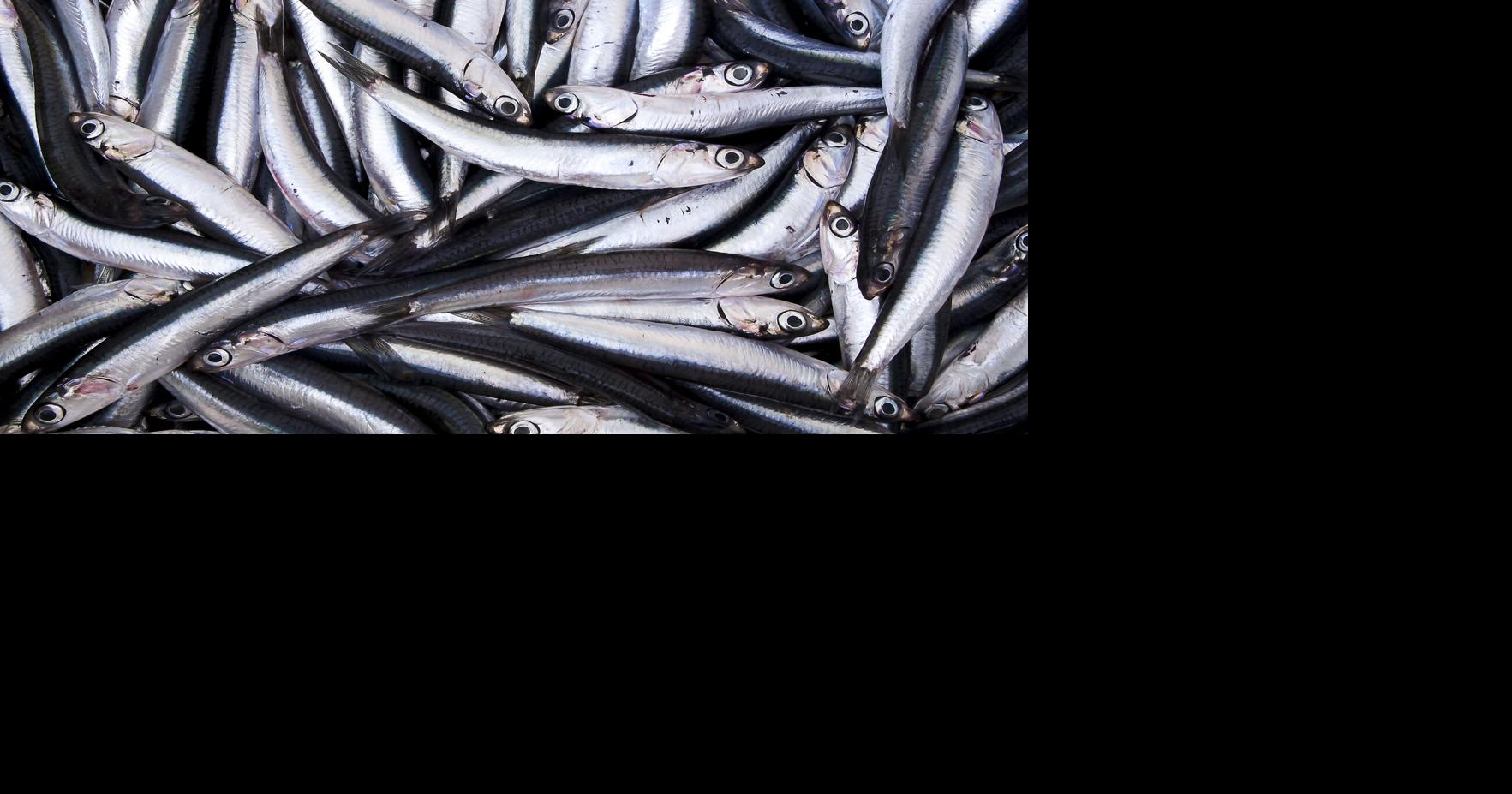 Javier Blas: The world has an anchovy problem Javier Blas, Bloomberg Opinion Jul 3, 2026 31 mins ago