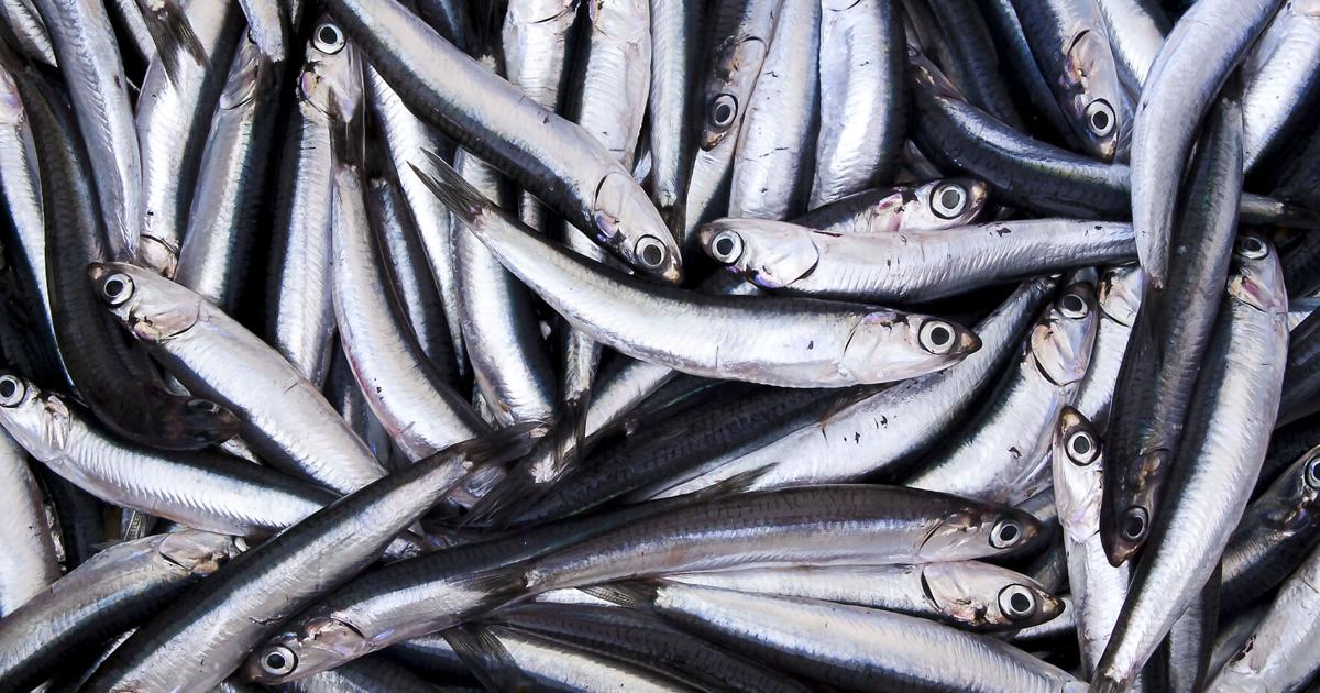 Javier Blas: The world has an anchovy problem Javier Blas, Bloomberg Opinion Jul 3, 2026 31 mins ago
