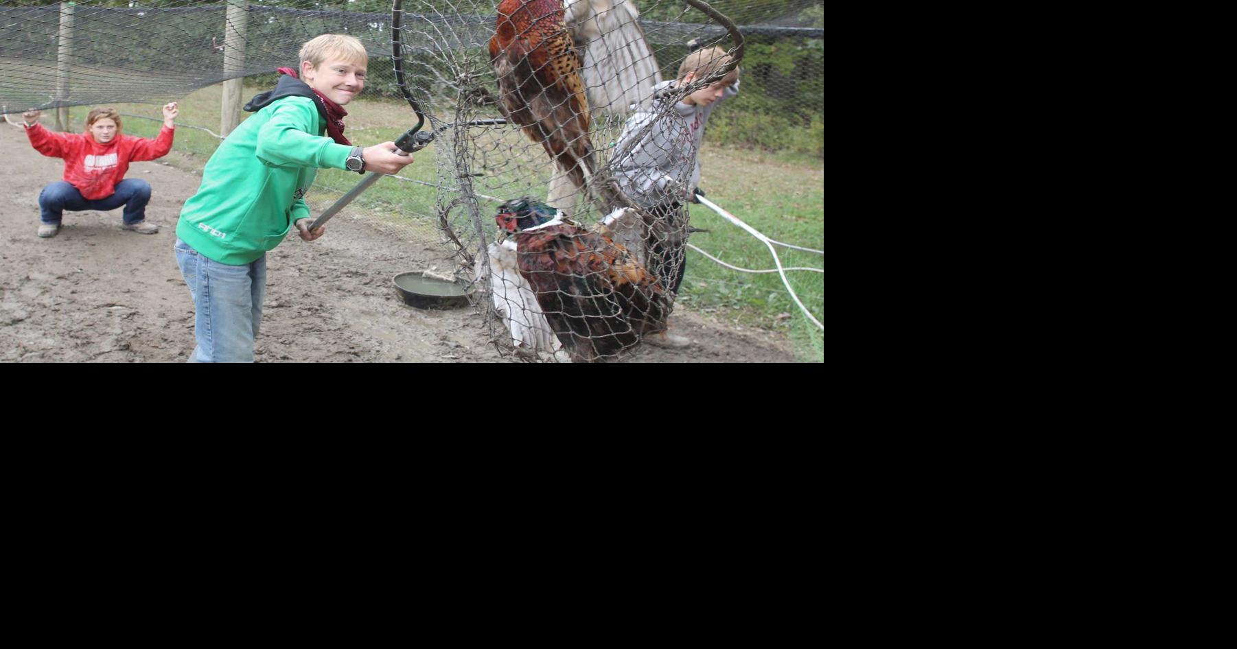 Pheasant project | Front Page | thederrick.com