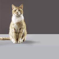 4 quirks common to cats
