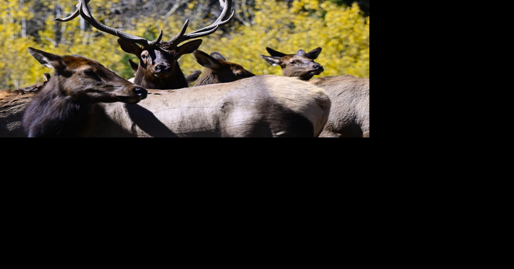 Those wild animals aren’t friendly — and 9 other misconceptions out-of-staters have about Colorado