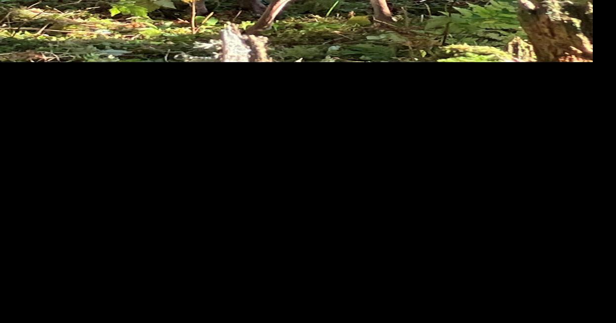 Despite extremely low survival rate, state will move more deer to Kenai Peninsula this fall Zachariah Hughes, Anchorage Daily News Aug 9, 2026 1 hr ago
