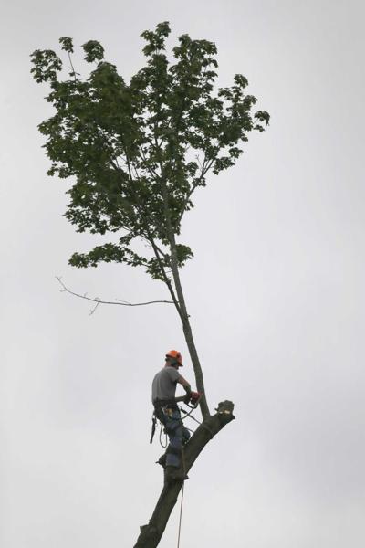 Tall tree in OC comes down
