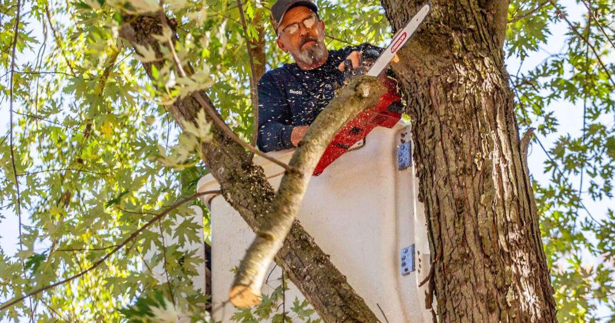 Trees in Bandstand Park receive their first trim in decades | Front ...