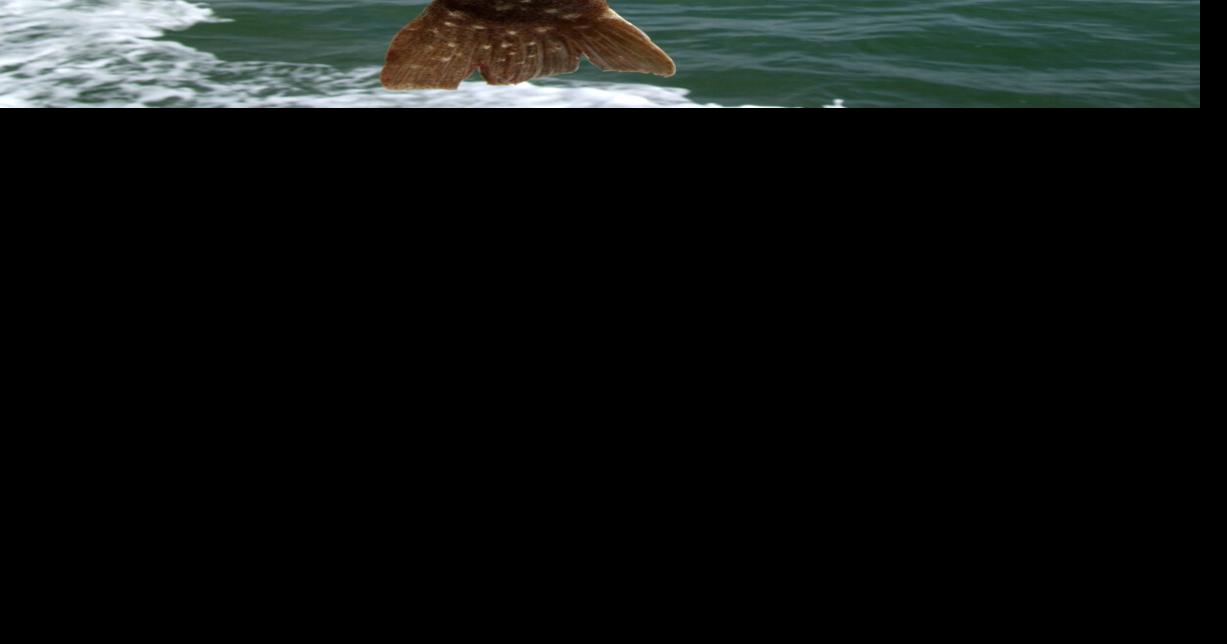 NOAA delay threatens 2026 sea bass, flounder rules for Maryland anglers