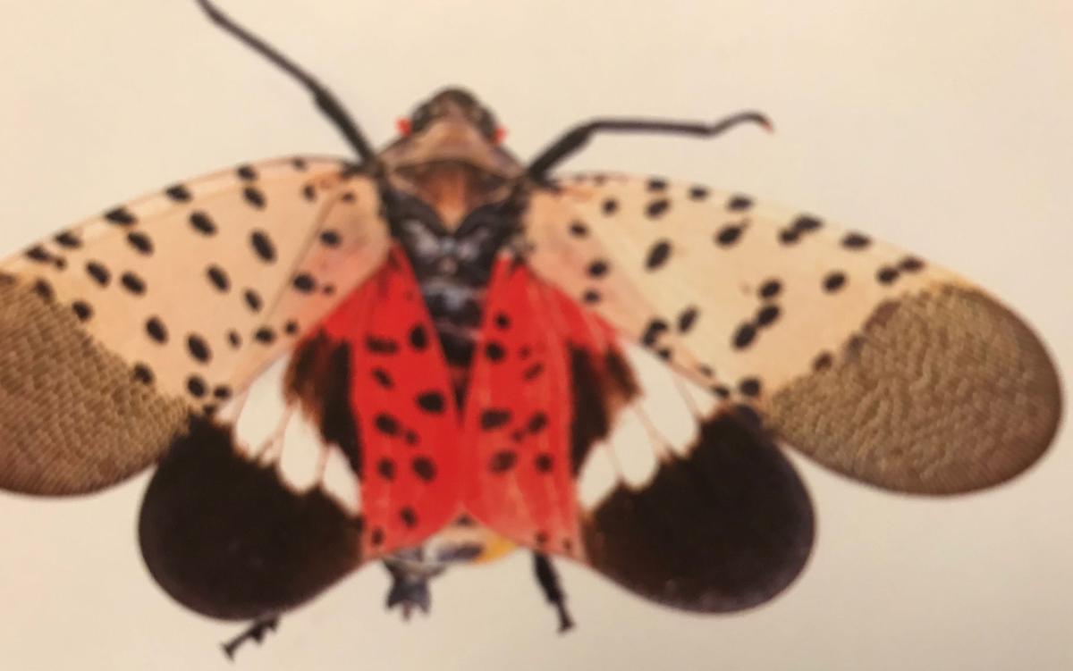 Experts warn of dangers posed by deer tick, spotted