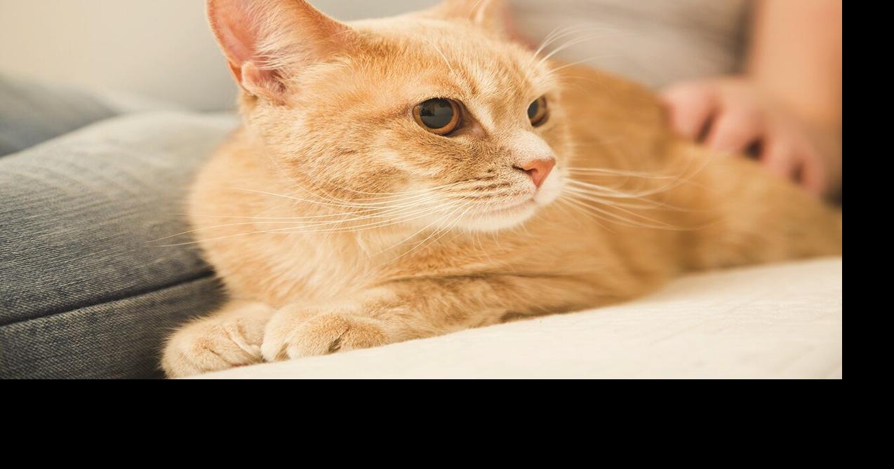 How to acclimate an adopted cat to its new home Features