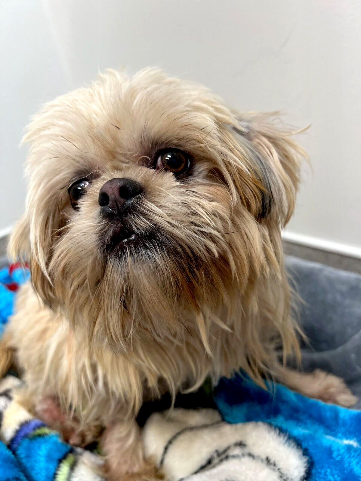 Shih tzu and 2024 precious paws rescue