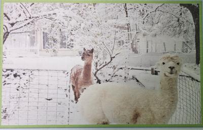 BUSINESS REVIEW: Alpacat Corral's pair of animals have a busy year
