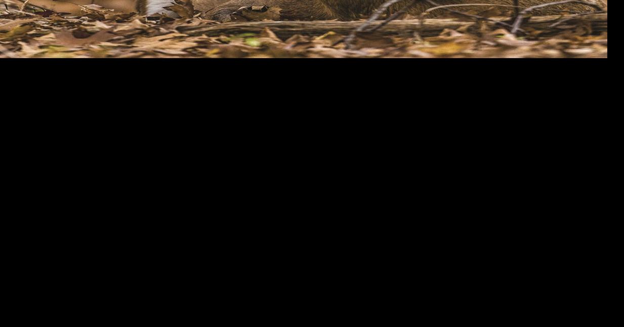 How to field dress wild game properly and safely Features