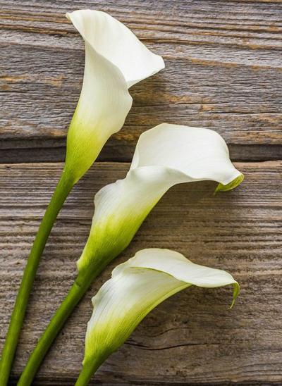 Celebrations of Life | | thederrick.com