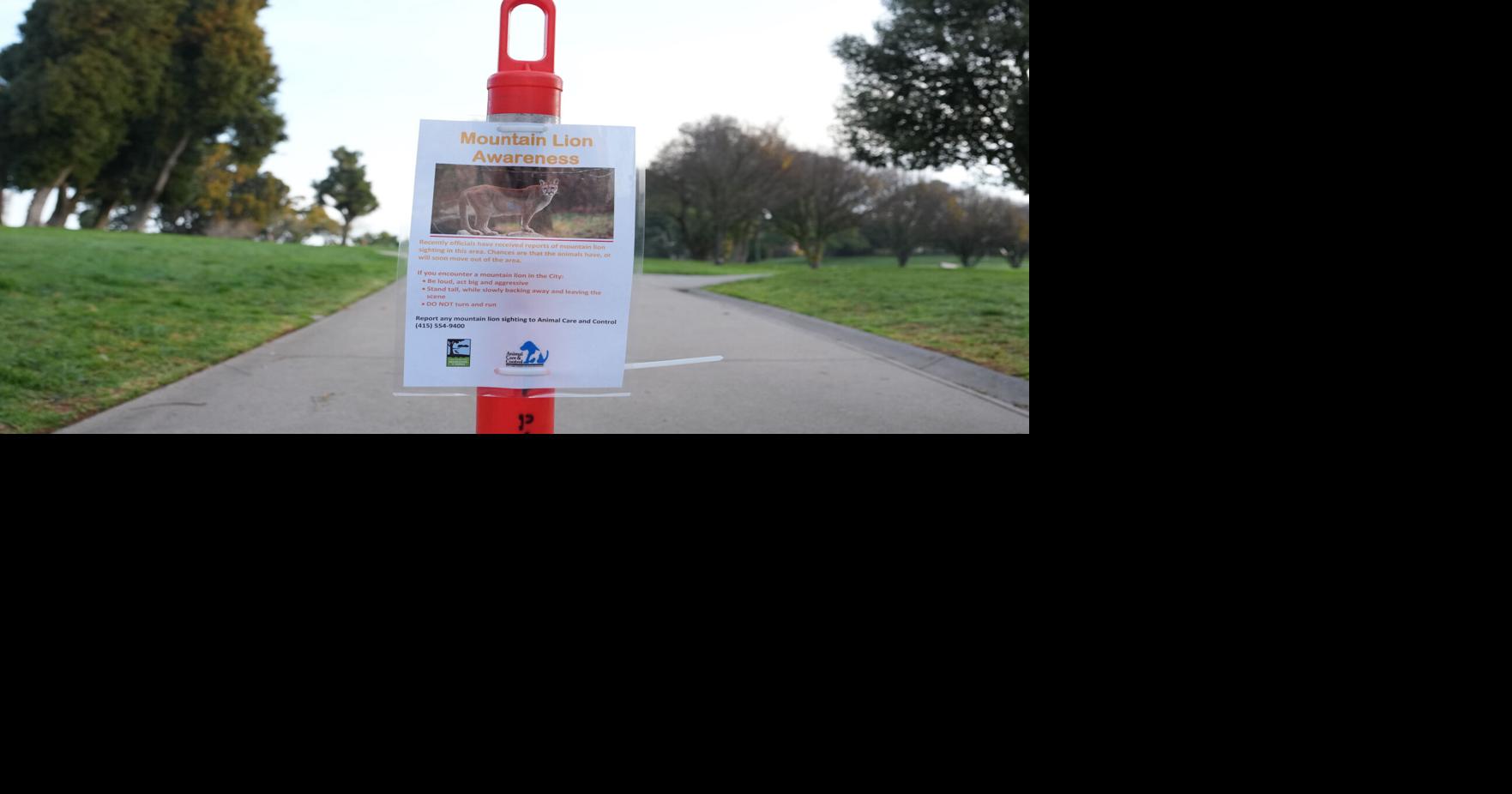 Mountain lion spotted in San Francisco, officials working to capture it