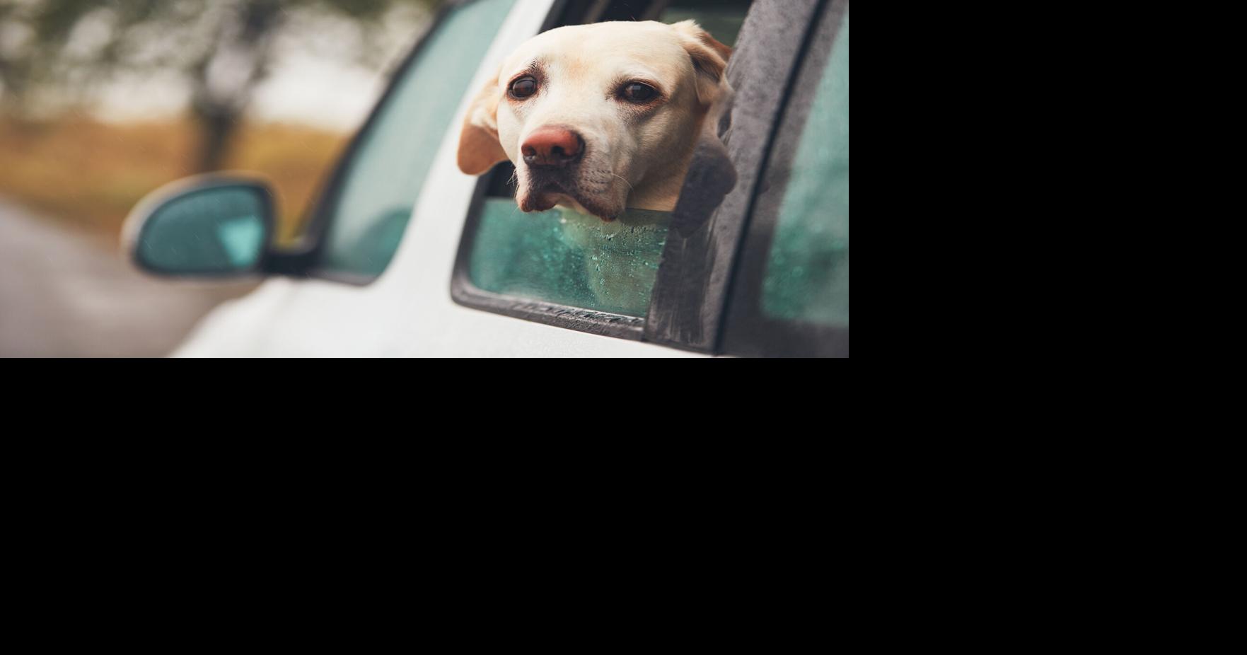 Commentary: Parked cars become ovens, and dogs pay the price