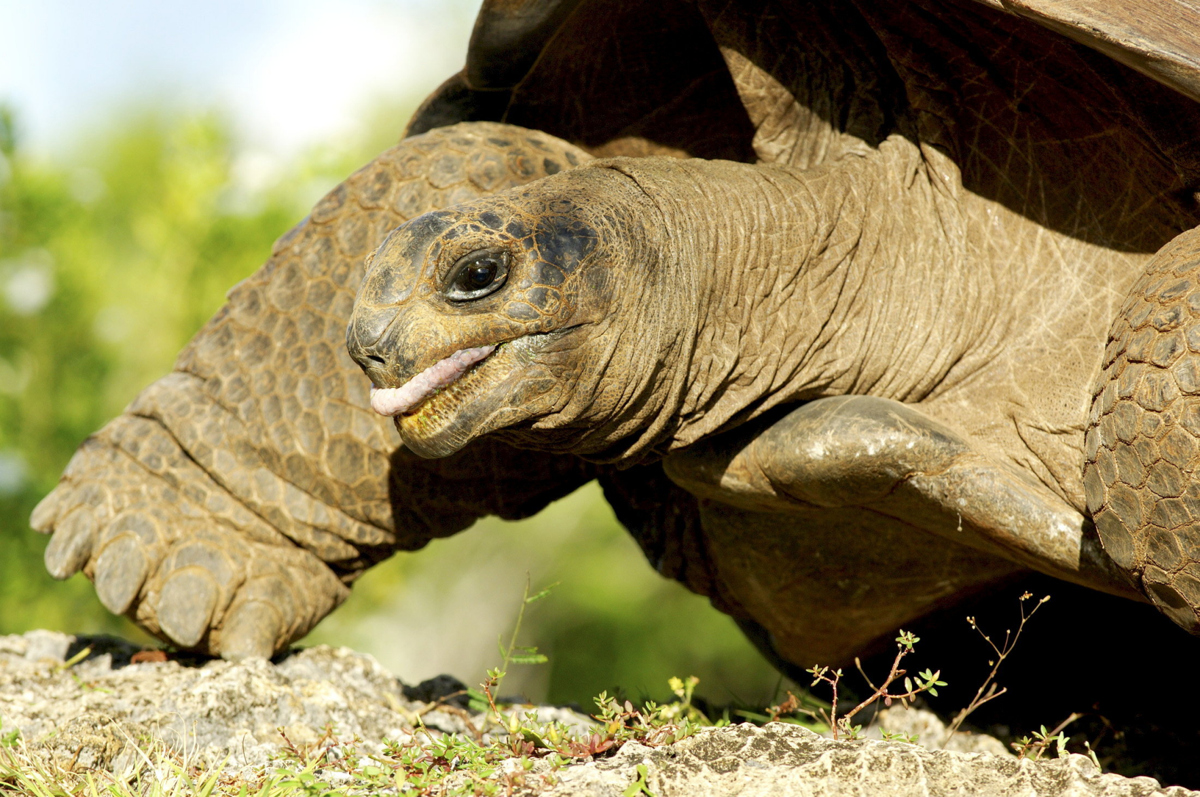 Survey Estimates 180,000 Aldabra Giant Tortoises, Population Stable
