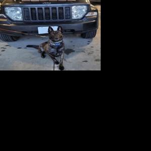 Border Patrol agents seize nearly $1 million in cocaine | Law & Fire ...