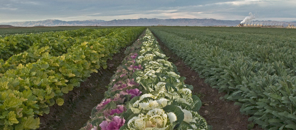 2018 Imperial County Crop Report News Thedesertreview Com