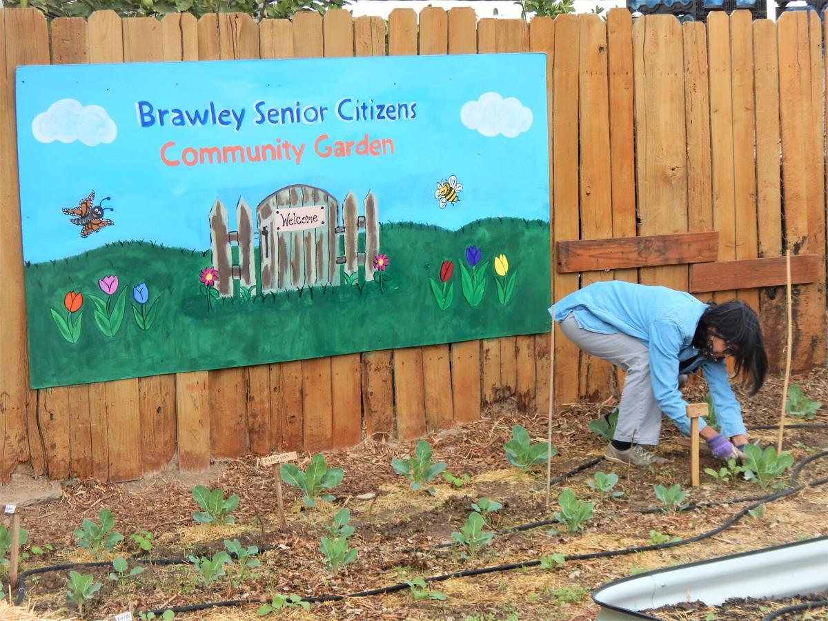 Brawley Senior Citizens Community Garden