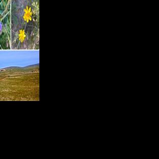 California state parks expect strong wildflower blooms this spring